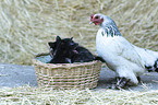 Kitten and chicken