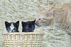 Kitten