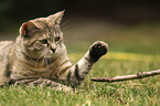 playing cat