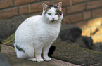 sitting cat