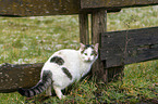 cat