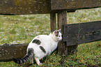cat