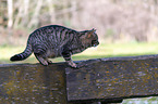 cat