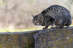 cat