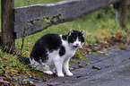 sitting cat