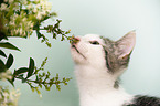 snuffling cat
