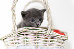 kitten