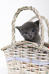 kitten