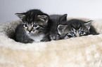 kitten