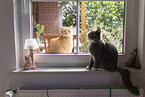 2 cats