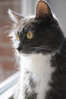 cat portrait