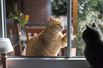2 cats