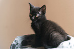 young cat