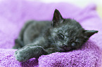 kitten