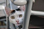 cat portrait