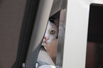cat portrait