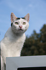 cat portrait