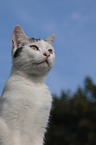 cat portrait