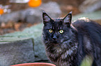 cat portrait