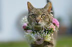Domestic Cat portrait