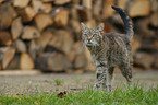 walking Domestic Cat