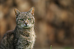 Domestic Cat portrait