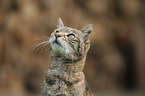 Domestic Cat portrait