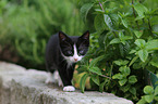 kitten
