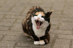 domestic cat