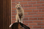 domestic cat