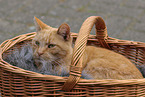 domestic cat