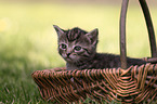 Kitten
