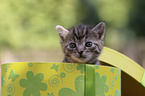 Kitten