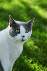 cat portrait