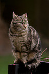 sitting cat