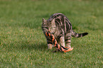 walking cat