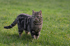 Domestic Cat