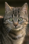 cat portrait