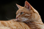 tomcat portrait