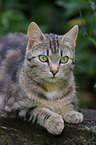 lying cat