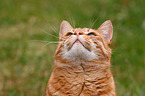 tomcat portrait