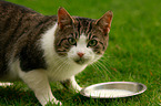 drinking tomcat