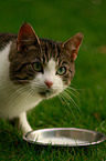 drinking tomcat