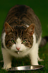 drinking tomcat