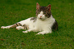 lying tomcat