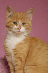 young cat