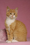 young cat