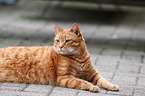 lying tomcat