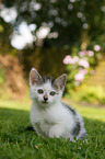 Kitten