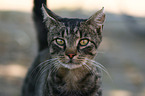 tomcat portrait